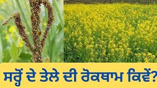 Aphid in Raya sarson, ਸਰ੍ਹੋਂ ਦੀ ਫ਼ਸਲ ਵਿਚ ਤੇਲੇ ਦੀ ਸਮੱਸਿਆ ਅਤੇ ਰੋਕਥਾਮ