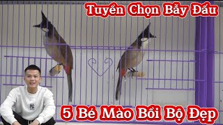 11/1 - Lên Cho A E Thẩm 5 Bé Bổi Bẫy Đấu Gốc Lạng Sơn | Bóng Bộ Tốt - Thái Độ Anh Em Tự Chọn