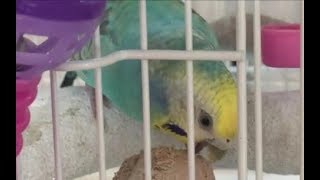 インコのかじり木コーンの交換時期がわからない。