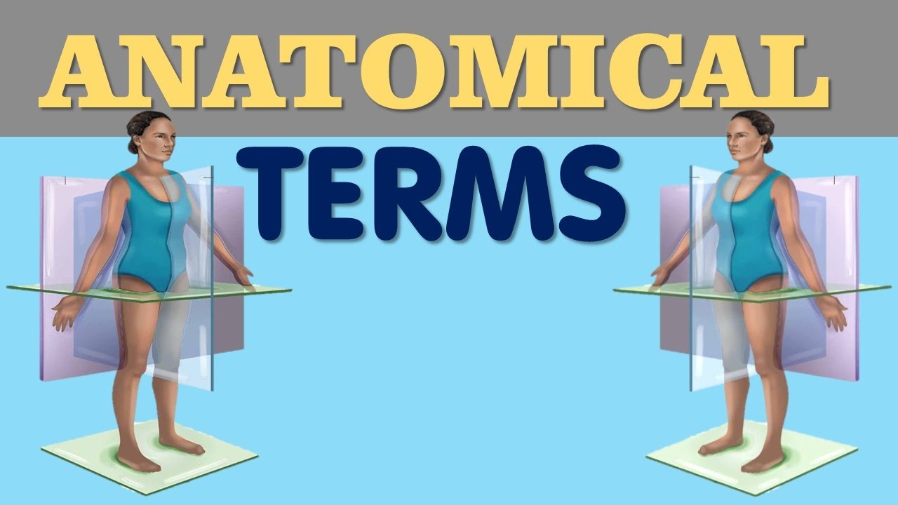 Anatomy Regional Terms - Anatomical Charts & Posters