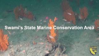 Swami’s State Marine Conservation Area