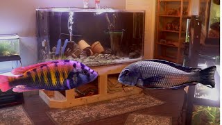 Epic African Cichlid Fish Room Tour - Tropheus, Frontosa, Victorian Cichlids, and more