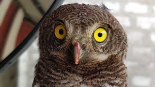 Feeding a rescued Barred Jungle Owlet