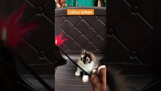 Calico kitten best quality High price