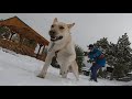 snowskating snow from early Winter storm with Siberian Husky and Belgian Malinois mix pulling