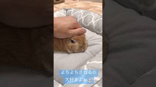 やっぱりよちよちがたまらない　　#rabbit #うさぎ #bunny #ネザーランドドワーフ #shorts