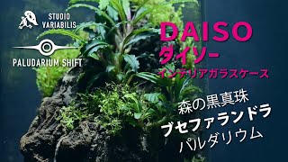 DAISO ダイソー の容器でブセファランドラを使った本格パルダリウム【100均一】