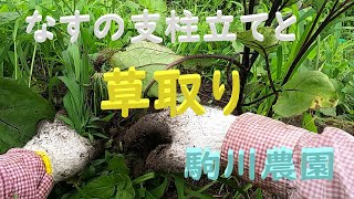 茄子の支柱立てと草取り　駒川農園　23.6.17