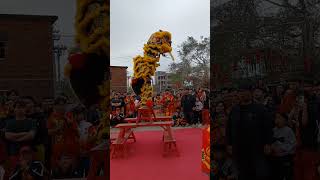 Lion Dance 舞狮子见多了，舞狮子爬搞高，舞狮子跳梅花桩，我今天见识到狮子倒挂！狮头是个小朋友，这号狮子也是中号狮子。#舞狮 #民俗文化 #台上一分钟台下十年功 #非遗文化 #民族特色民族文化