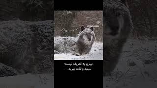 نیاز ب تعریف نیست ببین و لذت ببر_#animals #wolf #ببینید #لذت_داستان @fact