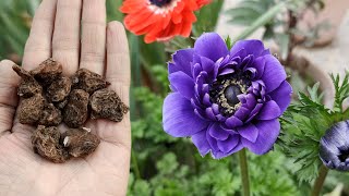 How to Grow Double Anemone Flower Bulbs/Corms Plant