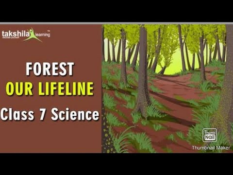 Our Forest (Biology) Class 7th CBSE - YouTube