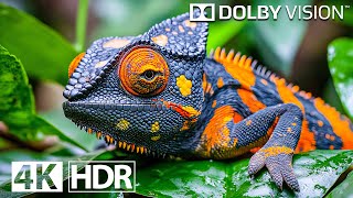 IZCILI — Dolby Vision 4K HDR 120 kadri/s 4K video ULTRA HD