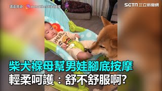 柴犬褓母幫男娃腳底按摩 輕柔呵護：舒不舒服啊｜三立新聞網SETN.com