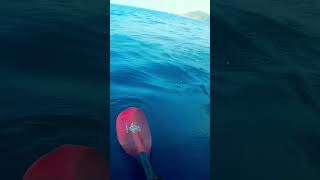 シイラをちょっと煽ってみた。I tried to provoke dolphinfish #shorts #kayak fishing