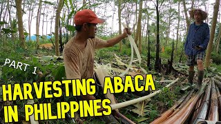 Manual Process of Abaca Fiber in Bukidnon | PAGPUTOL AT PAGBABALAT (PART1)