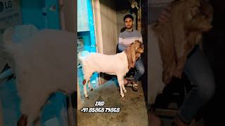 Top quality totapuri qurbani special Delhi zaid +91 85868 79868#shorts #goat #goals