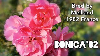 BONICA '82 ROSE plant by Marie-Louise MEILLAND from 1982 バラ ボニカ 82