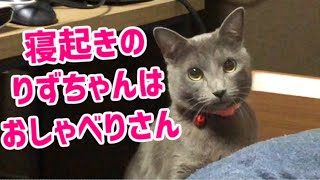 ロシアンブルーのりずちゃん。寝起きは大きな声でおしゃべりします。