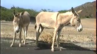 Glimpses of Ascension Island 1992