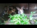 வருமானம் தரும் முயல் வளர்ப்பு get additional income with rabbit farming செல்லப் பிராணி முயல்