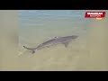 5/09/2024: Big size shark spotted at Singapore’s Sentosa Palawan Beach