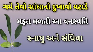 ગામડામાં મફત મળતી આ વનસ્પતિ ગમે તેવો સાંધાનો દુખાવો મટાડે || jodo ke dard ki dawa || joint pain