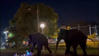 #Mysore Dasara  two elephants Kanjan and Dhananjaya started fighting during their meal time#Mysore#