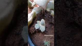 Kalanchoe Propagation From Single Leaf |Bouture De Feuille-Kalanchoe beharensis fang #shorts #short