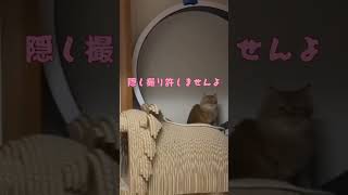 キャットホイールで走ってる猫ちゃんを盗撮してたら･･･#shorts  #cat #キャットホイール #猫のいる暮らし