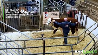 Highlights from the Irish Hereford Premier Sale 2020