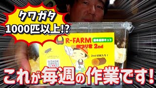 千匹以上クワガタを飼っている男の、毎週の作業がコレ