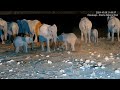 Elephant calves sparring. Okaukuejo, Namibia.