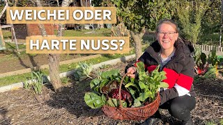 Wintergrün im Gemüsegarten: Frostharte Gemüsesorten und was ihr jetzt unbedingt noch ernten solltet!