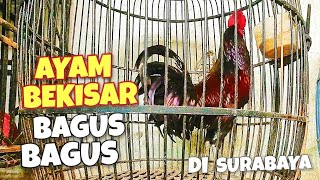 UPDATE HARGA AYAM BEKISAR DI PASAR BRATANG SURABAYA