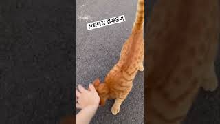 친화력갑 길냥이