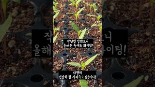 2023년도 유기농 고추모종 시작 #유기농상토 #유기농 #모종 #육묘 #고추 #유기농고추 #자가재배 #농사 #shorts #쇼츠 #중요한건꺾이지않는마음