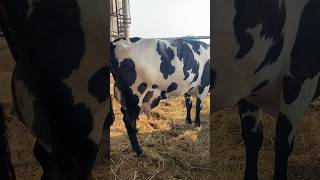 Heavy Milker Hf Cow #madan_lal_dairy_farm #shots #dairyfarm #jattmind