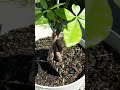 how to revive a money tree (tutorial)