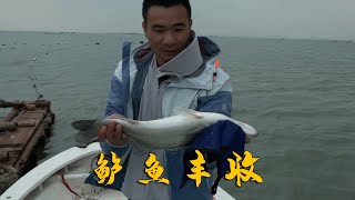 阿烽到鲍鱼排放鲈鱼钓，没想到竟引来鲈鱼群抢食，阿烽直接连抓二十多条