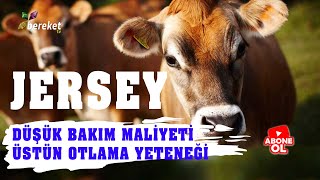 Hayvan Irkları - Jersey Irkı