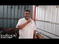 king of goat trader nadeem rj mumbai s cheapest goat wholesaler 380 kg