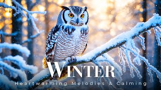 Relaxing Peaceful January Winter ❄️Music To Calmness ~ A Perfect Symphony Of Stillness And Quiet