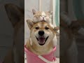 🔥13k view🔥 😻🐶 cuteness alert heart melting cats and dogs 2