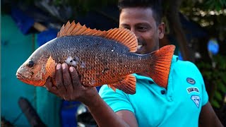 ചൂടൻ ചെമ്മീന്റെ ചൂടറിഞ്ഞ ചെമ്പല്ലിയെ ചൂടാക്കിയ കഥ 😜