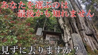 ⚠️超強力※精霊乱舞の神光輝くご神木！最強パワースポットで必ず神とのご縁を結んで下さい【山梨県上野原市 軍刀利神社】【祭神：日本武尊】