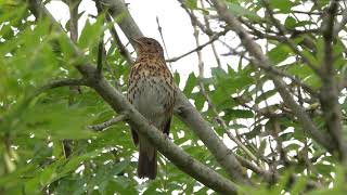 Song Thrush (Turdus philomelos) - Brighton,  June 2020