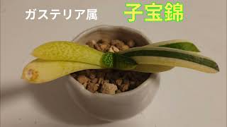 栽培実験に採用された植物！多肉植物 ガステリア 子宝錦　　インテリア 観葉植物