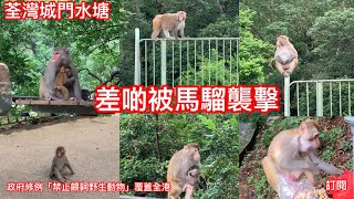 行山荃灣城門水塘｜超多馬騮仔｜差啲被馬騮襲擊｜政府建議修例「禁止餵飼野生動物」覆蓋全港