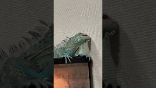 壁を舐めまくるイグアナ #イグアナ #グリーンイグアナ #greeniguana #iguana #ブルーイグアナ #reptiles #爬虫類